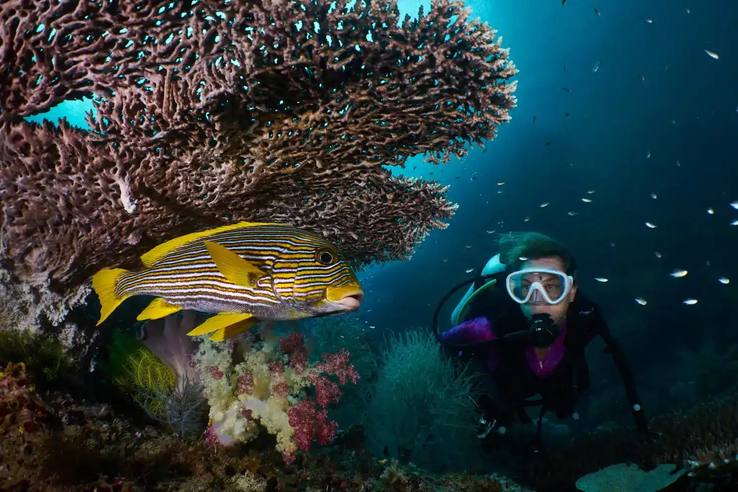 Diving Liveaboard Raja Ampat