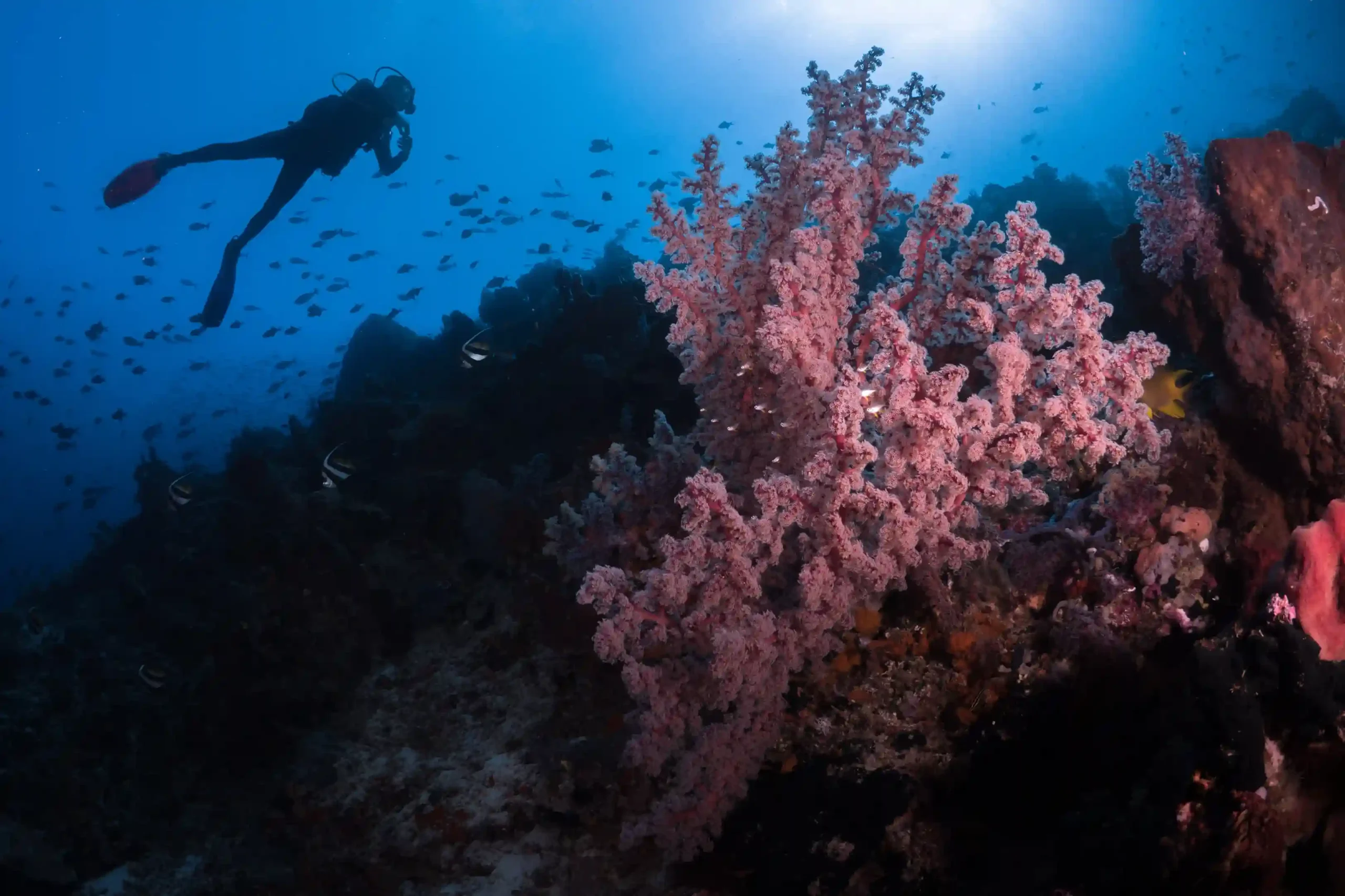 Diver over coral reef, Raja Ampat